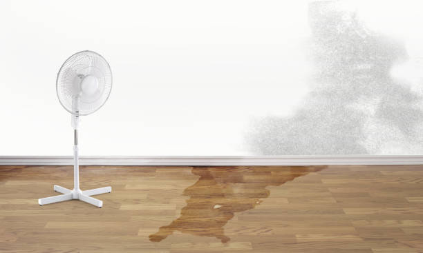 Best Water damage restoration near me  in Princeton, FL