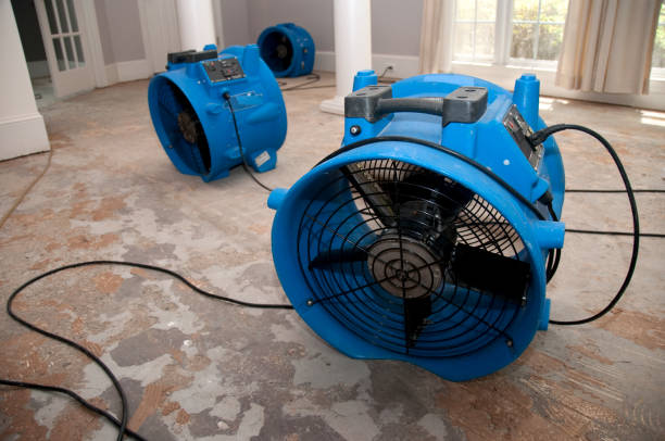 Best Carpet water damage restoration  in Princeton, FL
